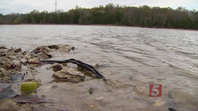 Fisherman Shot At During Fundraiser At Percy Priest Lake