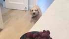 Learn How To Pet-Proof Your House