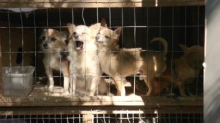 Owner Accused of Neglecting Animals Speaks Out