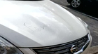 'Porn' Drawn On Several Hermitage Vehicles