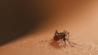 Nashville Mosquitoes Test Positive For West Nile