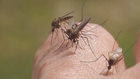 Human Case Of West Nile Confirmed In Davidson Co