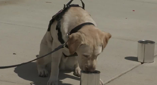 Nashville Fire Adds Arson Dog To The Department