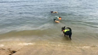 Metro's OEM Uses K9s For Recovery Exercise