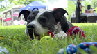 FDA Tries To Stop Abuse Of Pets' Opioids