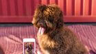 Do You Need More Than Just A Smartphone Camera?