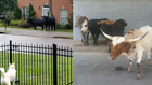 Bovine Make A Break for it in Hermitage.. Again