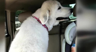 Dog Dies While At Dog Groomer