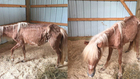 Emaciated Pony Found In Goodlettsville