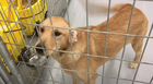 Court Battle Keeps Rescued Animals In Cages