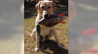Family Loses Dog During Humphreys Co. Crash