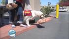 Service Dogs and Emotional Support Animals