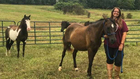 Local Animal Rescue Needs Help Caring For Horses