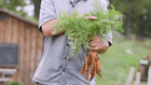 Are Carrots Healthy?