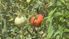 Ag Department: Support Tennessee's farmer vets