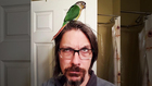 Pet Bird Finds Its Way To The Pharmacy