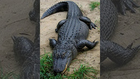 Multiple Alligator Sightings Confirmed In Tenn.