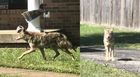 Coyote spotted in Bellevue subdivision