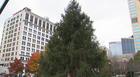 Nashville finds Christmas tree in Murfreesboro